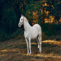 Wat gebeurt er als je je paard verkoopt met een lopende verzekering?