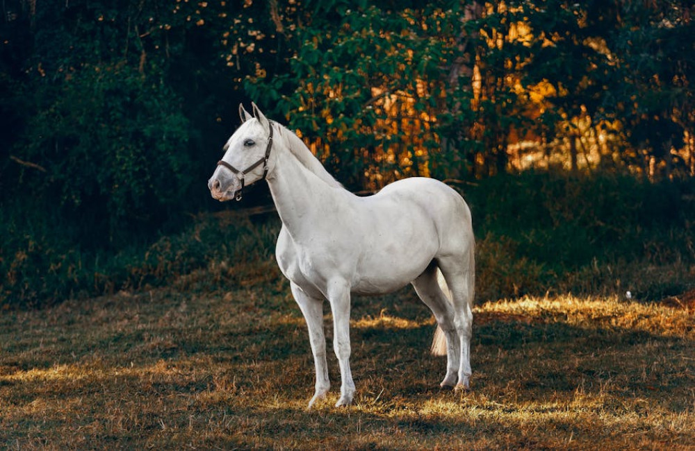 Wat gebeurt er als je je paard verkoopt met een lopende verzekering?