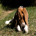 Nederlandse naam beagle: officieel beagle, in de puzzel brak, en wat het ras van je vraagt